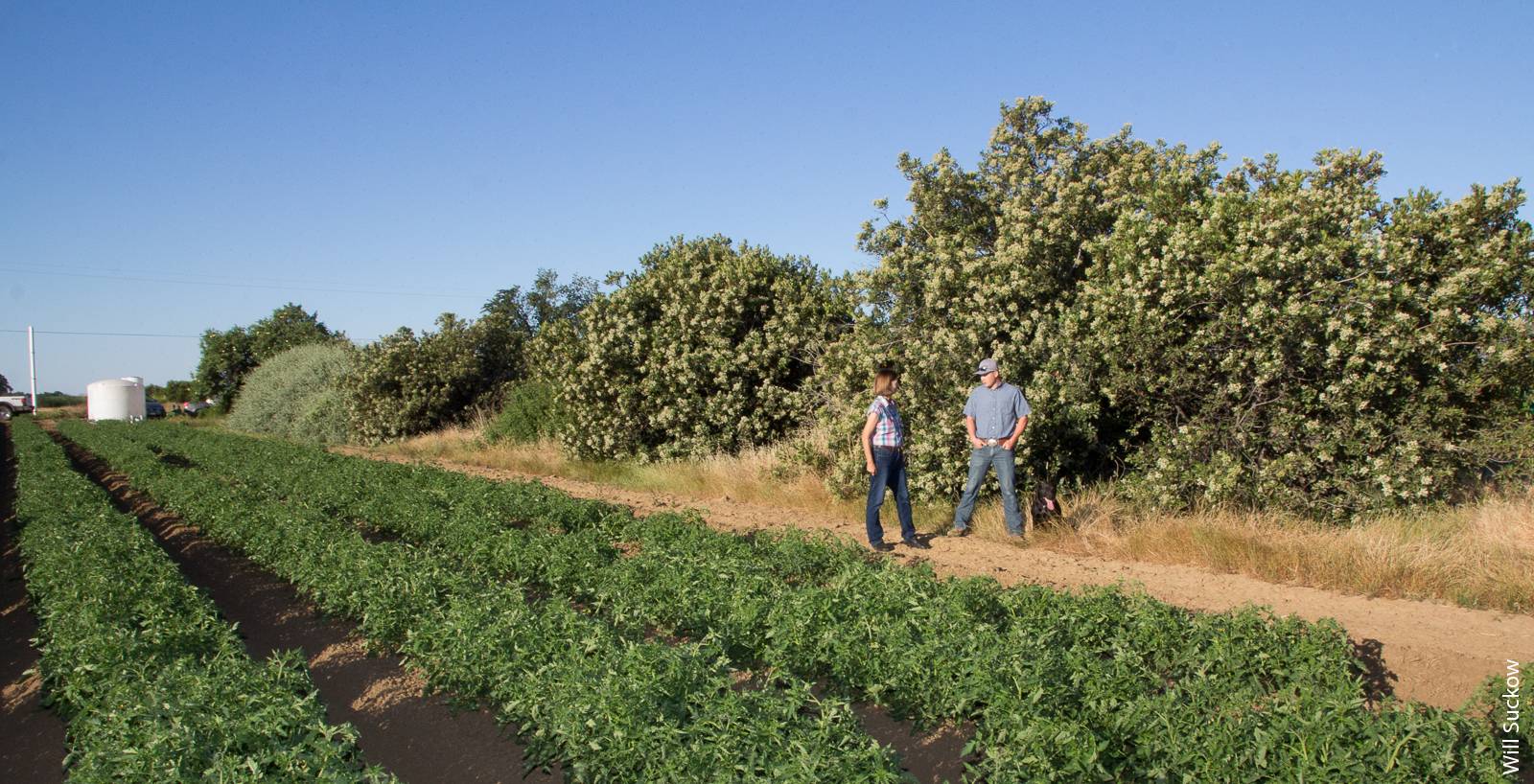 Author Rachael Long and grower Justin Rominger walk a hedgerow adjacent to a tomato field in Yolo County. Research suggests that hedgerow adoption is positively influenced by technical support from conservation agencies as well as by grower-to-grower communication.