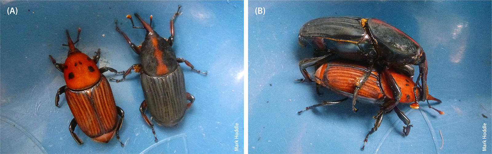 Two color morphs of Rhynchophorus vulneratus recovered from an infested coconut palm in Java, Indonesia. (A) The orange and black morph of R. vulneratus (left) is very similar in appearance to R. ferrugineus. The black morph with the red dorsal stripe (right) is similar to adult R. vulneratus recovered in Laguna Beach. (B) Two color morphs of R. vulneratus copulating.