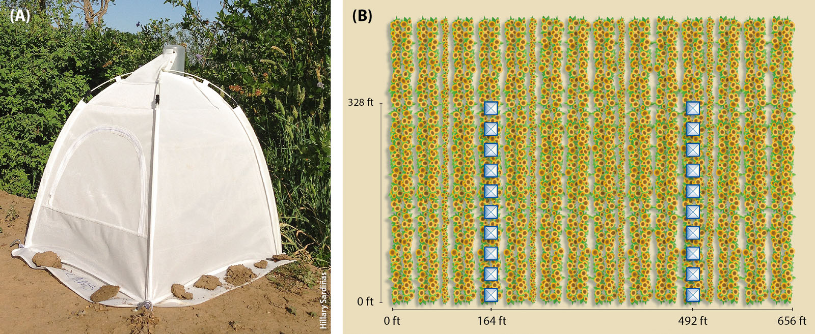 Emergence traps (A) were used to collect bees nesting in sunflower fields and were placed along two parallel transects (B) running 328 feet into the fields. Transects were located 164 feet from field edges and 328 feet apart. Ten traps (white boxes, B), 32.8 feet apart, were placed along each transect.