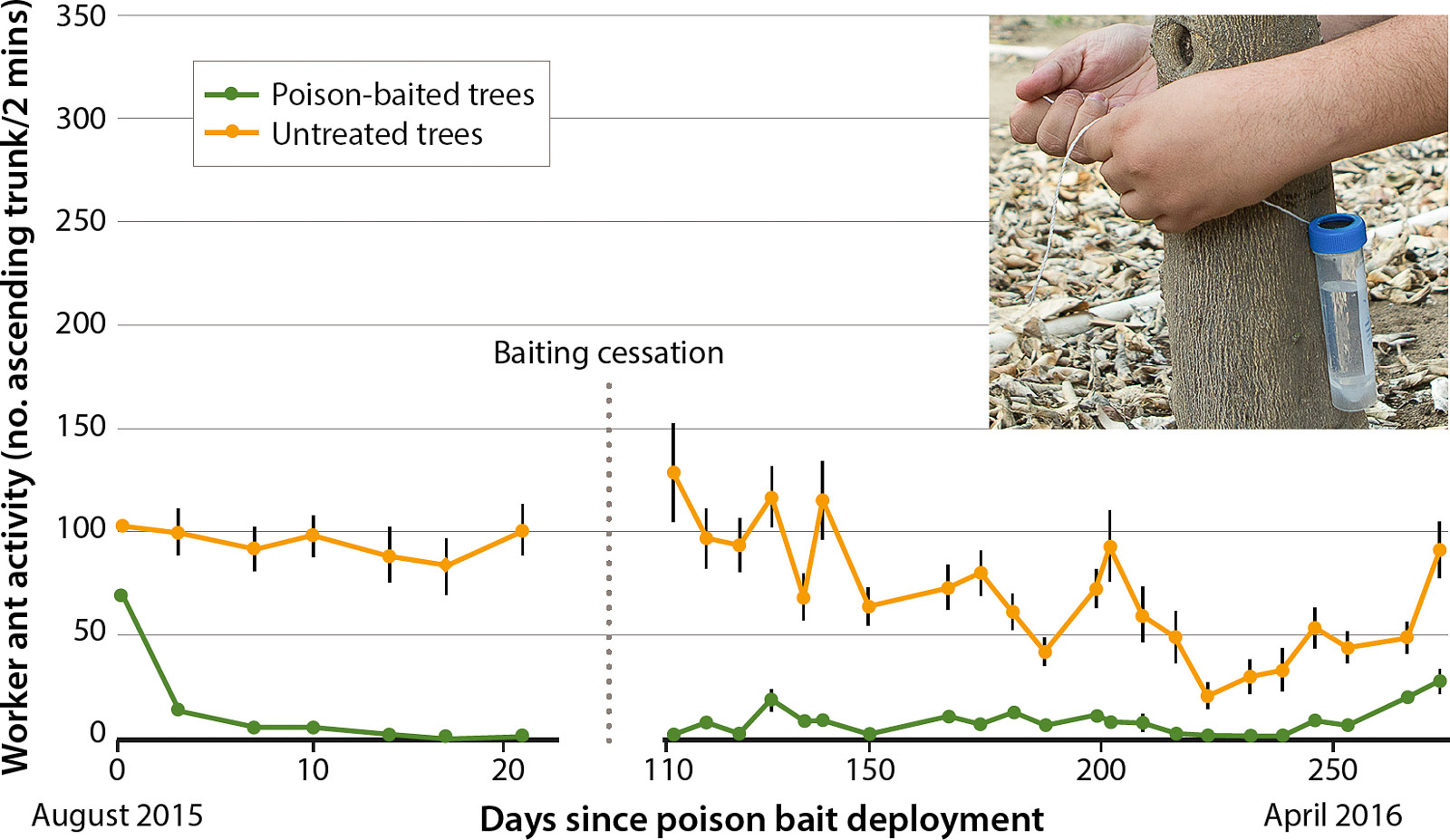 Visual two-minute assessments of Argentine ant activity on 33 liquid poison-baited (0.0001% thiamethoxam in a 25% sucrose solution) and untreated navel orange trees in an unsprayed citrus grove over a 9-month period. Activity on baited trees decreased by ∼ 75% within a few days of treatment and remained near 0 for the entire baiting period. Following bait removal in November, activity on previously baited trees was low and did not show signs of recovery until late April.