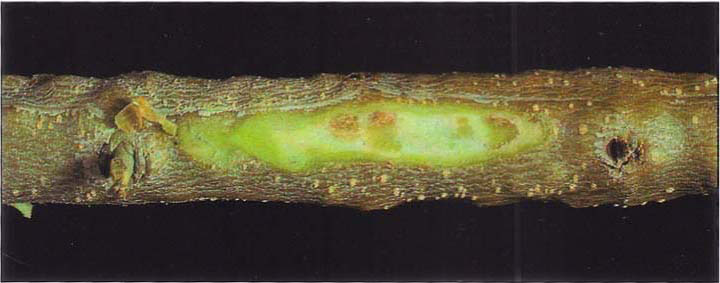 Olive knot developing internally on a freeze-damaged branch. Eventually the pustule-like centers of cell growth will split the bark open.
