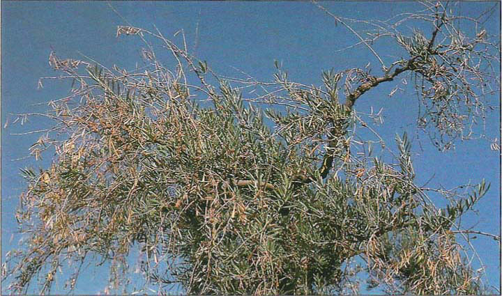 This ‘Sevillano’ tree in Tehama County was pruned in November before the freeze and was severely damaged because of a loss of hardiness. The damage was made more severe by an infestation of olive knot disease.