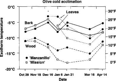 The freezing temperatures for the bark as winter progressed do not indicate a capacity for acclimation, whereas the freezing temperatures for the wood and leaves show an unmistable pattern of acclimation and deacclimation for both of these cultivars.