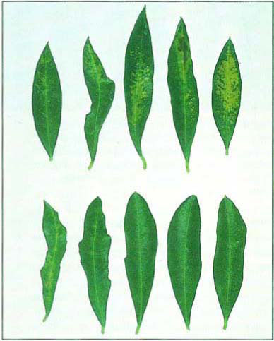 ‘Ascolano’ leaves produced in 1990 and affected by freeze chlorosis and necrosis (top) and leaves produced in 1991 after the freeze (bottom). The 1991 leaves are mostly normal; the one chlorotic leaf may have been damaged by the freeze as a leaf primordium.