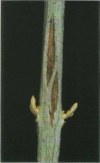 Bark split on ‘Manzanillo.’ The phloem has been killed and the xylem has been exposed. Notice the line on the xylem, indicating that it has split apart. The black spots are signs of rotting fungi.