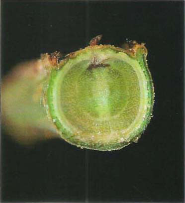 Cross-section of a healed-over bark split on ‘Manzanillo.’ Notice the brown color at the origin of the split in the xylem and the line-up through the damaged tissue showing where the expansion of ice split the tissues apart.