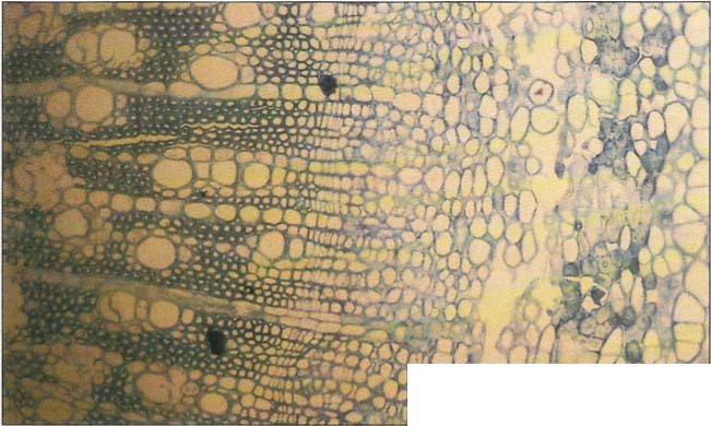 Below, cross-section of a ‘Manzanillo’ taken 3 weeks after the freeze showing a cleared area where cells in the phloem have been killed by freezing. The xylem cells are the more orderly, round, large and small cells on the left. The cambium is the area of closely packed cells between the xylem and the phloem.