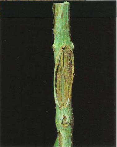 This is a bark split which has healed over with callus tissue produced from the functioning cambium on either side of the split. This kind of healing can occur only if there is no olive knot infection. Notice how the split is directly under a split leaf scar. Freezing may have started in the leaf and propagated to the stem through the vascular system.