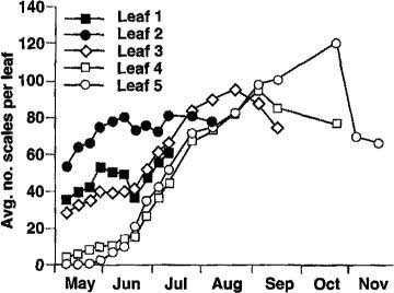 Progression of sycamore scale infestations on basal leaf (Leaf 1) to terminal leaf (Leaf 5) on shoots at Albany, California, 1989.