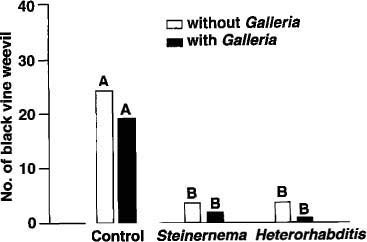 The mean number of black vine weevils per planter in control, Steinernema feltiae, and Heterorhabditis bacteriophora treatments with and without the addition of an alternate host. Bars with the same letter are not significantly different at the 5% level.