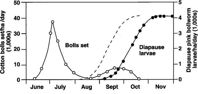 Occurrence of diapause pink bollworm larvae (filled circles) and cotton bolls set (open circles) in Southern California and Arizona cotton fields. A suggested diapause curve (the dashed line) has been added to indicate what would be expected of a cotton field with heavy whitefly pressure. Modified from Kimball et al. (USDA publication, ARS-W-49, 1977).