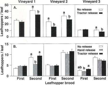 Average leafhopper densities found in lacewing release and no release plots in three Thompson seedless vineyards in (A) 1991 and (B) 1992. C. carnea eggs were released at approximately 3,500/acre in the first brood and 7,000/acre in the second brood. Mean leafhopper densities, in each brood and vineyard, topped with different letters are significantly different (P ? 0.05).