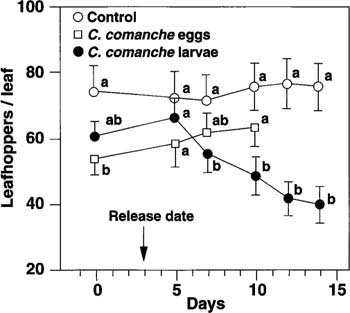 The average leafhopper density in three-leaf plots that received first instar C. comanche larvae was significantly lower than in the control plots or in the plots that received fresh C. comanche eggs (P ? 0.05). Field hatch of freshly laid eggs was less than 20% in this study. Mean leafhopper densities, on each sample date, topped with different letters, are significantly different (P ? 0.05).