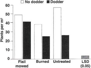 Effects of mowing and burning alfalfa with and without attached dodder on alfalfa stand density at the following harvest (an average of data from two experiments, 1989 and 1991).
