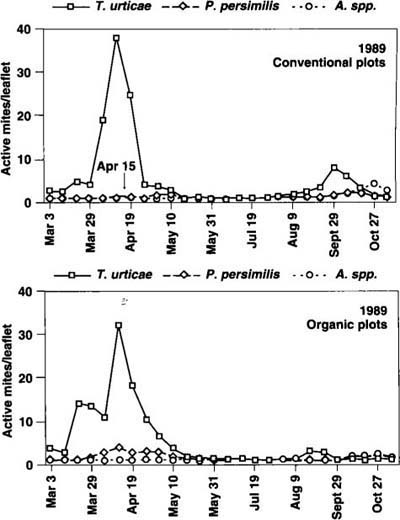 Seasonal dynamics of pest TSSM (Tetranychus urticae) and beneficial (Phytoseiulus persimilis and Amblyseius spp.) mite populations, 1989. Arrows indicate dates of acaricide applications in conventional treatment plots.