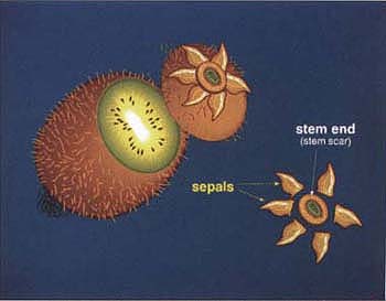 Sepals and stem ends were separated for isolation and plating to determine colonization by Botrytis cinerea.