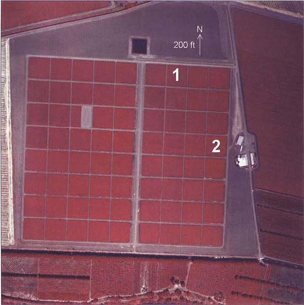 Color IR photo of the LTRAS site on July 11, 1993, illustrating uniformly managed sudangrass grown to assess variability in soil fertility prior to starting a long-term experiment. Numbers mark two 1-acre plots discussed in text. Arrow indicates orientation and scale.