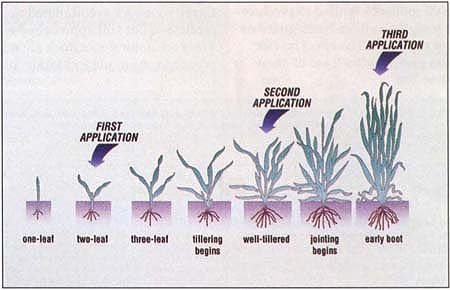 Growth stages of wheat.