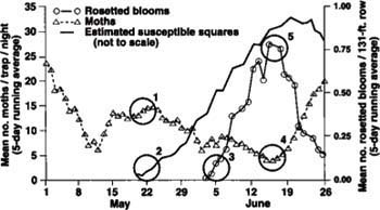 Mean numbers of male pink bollworm moths captured per trap per night (4 traps in each of 27 cotton fields in 1985, mean numbers of pink bollworm-infested rosetted blooms along 131 feet of row in each quadrant of the fields, and an estimated susceptible square curve (solid line) created to precede the total white bloom curve by 2 weeks. Circle #1 denotes when adult male moths mate with female moths, which may oviposit on the first susceptible squares (circle #2) and cause rosetted blooms 2 weeks later (circle #3). The first moths (F1) emerge (circle #4). The peak of the F1 comes from larvae in blooms at the peak of the rosetted bloom curve (circle #5).
