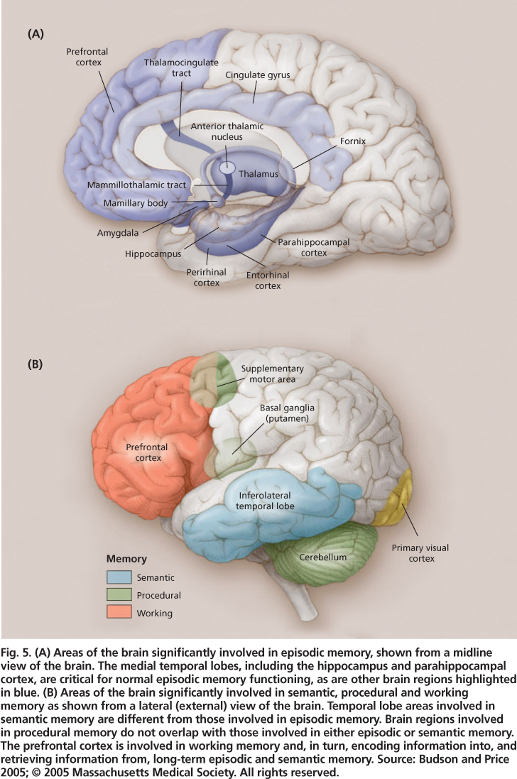 (A) Areas of the brain significantly involved in episodic memory, shown from a midline view of the brain. The medial temporal lobes, including the hippocampus and parahippocampal cortex, are critical for normal episodic memory functioning, as are other brain regions highlighted in blue. (B) Areas of the brain significantly involved in semantic, procedural and working memory as shown from a lateral (external) view of the brain. Temporal lobe areas involved in semantic memory are different from those involved in episodic memory. Brain regions involved in procedural memory do not overlap with those involved in either episodic or semantic memory. The prefrontal cortex is involved in working memory and, in turn, encoding information into, and retrieving information from, long-term episodic and semantic memory. Source: Budson and Price 2005; © 2005 Massachusetts Medical Society. All rights reserved.