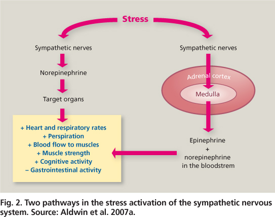 Two pathways in the stress activation of the sympathetic nervous system. Source: Aldwin et al. 2007a.