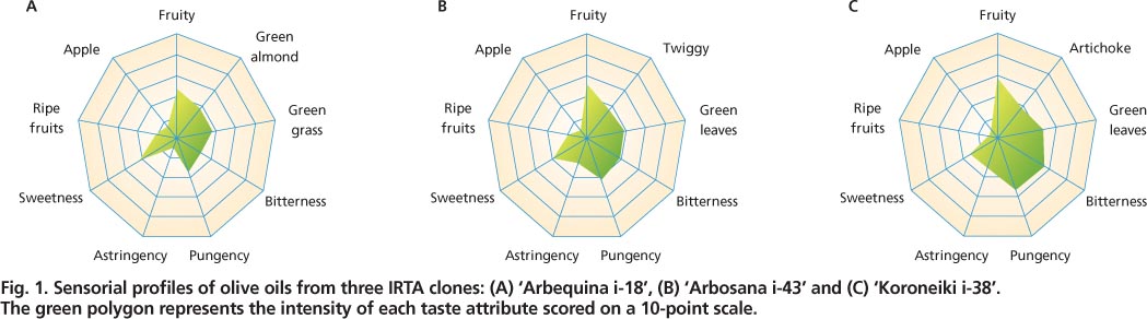 Sensorial profiles of olive oils from three IRTA clones: (A) ‘Arbequina i-18’, (B) ‘Arbosana i-43’ and (C) ‘Koroneiki i-38’. The green polygon represents the intensity of each taste attribute scored on a 10-point scale.