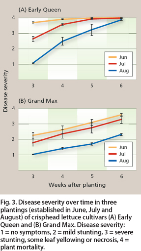 Disease severity over time in three plantings (established in June, July and August) of crisphead lettuce cultivars (A) Early Queen and (B) Grand Max. Disease severity: 1 = no symptoms, 2 = mild stunting, 3 = severe stunting, some leaf yellowing or necrosis, 4 = plant mortality.