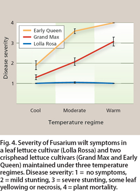 Severity of Fusarium wilt symptoms in a leaf lettuce cultivar (Lolla Rossa) and two crisphead lettuce cultivars (Grand Max and Early Queen) maintained under three temperature regimes. Disease severity: 1 = no symptoms, 2 = mild stunting, 3 = severe stunting, some leaf yellowing or necrosis, 4 = plant mortality.