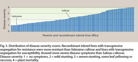 Distribution of disease severity scores. Recombinant inbred lines with transgressive segregation for resistance were more resistant than Valmaine cultivar and lines with transgressive segregation for susceptibility showed more severe disease symptoms than Salinas cultuvar. Disease severity: 1 = no symptoms, 2 = mild stunting, 3 = severe stunting, some leaf yellowing or necrosis, 4 = plant mortality.