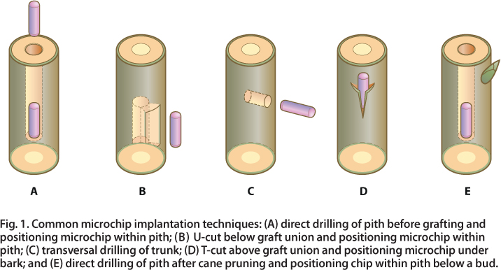 Common microchip implantation techniques: (A) direct drilling of pith before grafting and positioning microchip within pith; (B) U-cut below graft union and positioning microchip within pith; (C) transversal drilling of trunk; (D) T-cut above graft union and positioning microchip under bark; and (E) direct drilling of pith after cane pruning and positioning chip within pith below a bud.