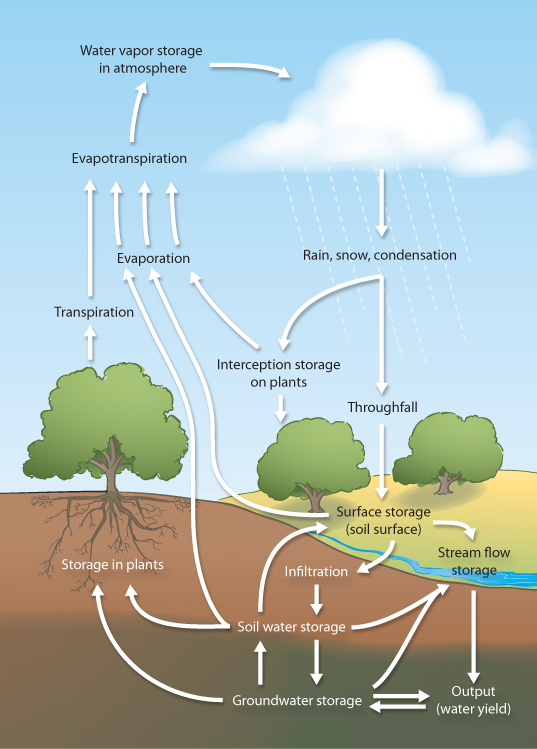 The hydrologic cycle. Adapted from Encyclopedia of the Earth (Hubbart JA, et al. 2010, www.eoearth.org/article/Hydrologic_cycle).
