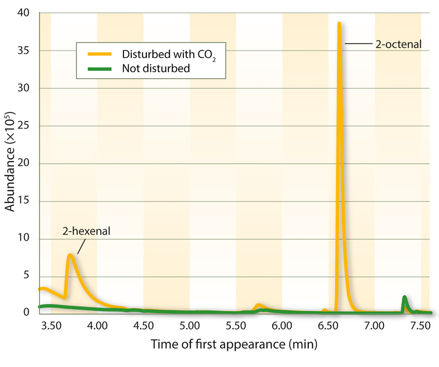 Detection of bed bug–specific volatile chemicals, using SPME and GC–MS. The abundance (the sum of ion abundances, no unit) is represented on the y-axis and the retention time (time of first appearance of each compound) is represented on the x-axis.
