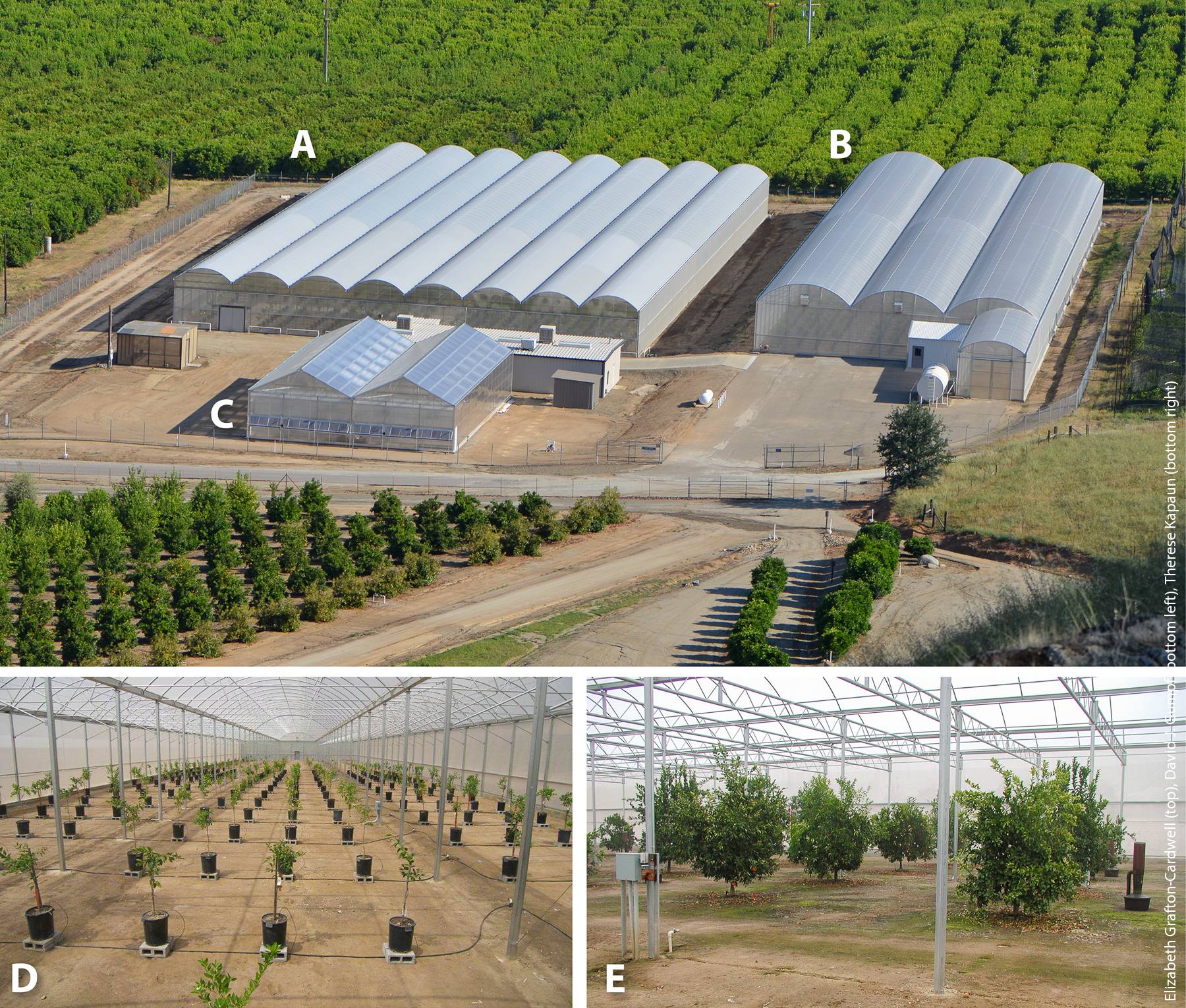 Panoramic view of the Citrus Clonal Protection Program Protected Foundation Block in the UC Lindcove Research and Extension Center in Tulare County. (A) The first screenhouse (40,000 sq ft) was constructed between 1998 and 1999, (B) the second screenhouse (30,000 sq ft) was completed in 2010 and (C) the positive pressure greenhouse (5,700 sq ft) was completed in 2011. The interior of the screenhouses with both (D) container and (E) in-ground budwood source trees.