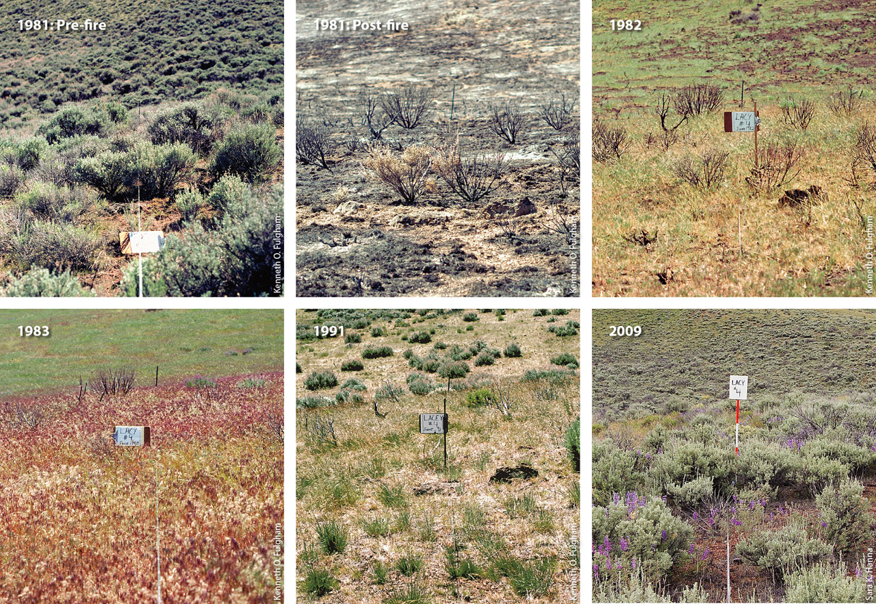 Vegetation at transect 4 at the Lacy site throughout the monitoring period, from before the fire in 1981 to 2009, 28 years later.