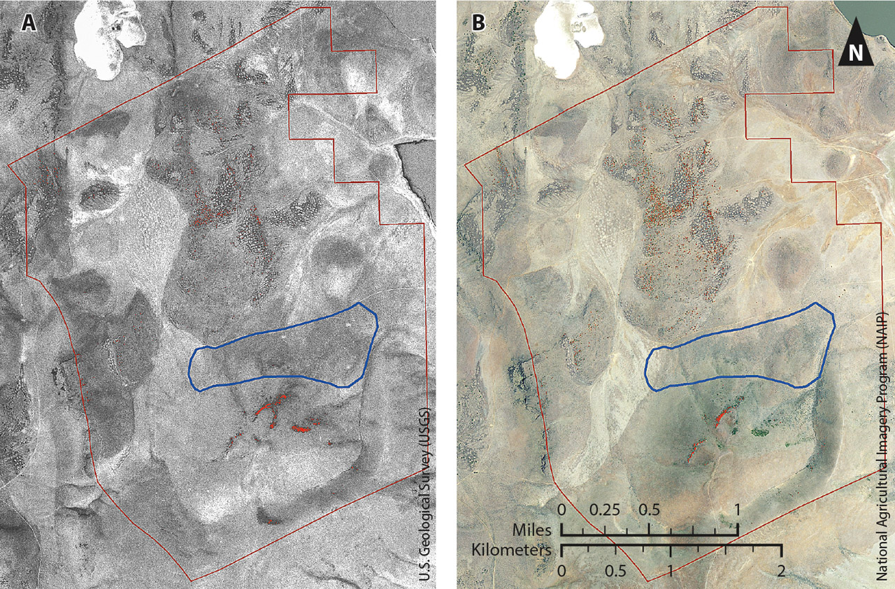 Aerial photographs from 1975 (A) and 2012 (B) of the Lacy pasture, showing areas classified as western juniper in red. The prescribed fire site is shown in blue.