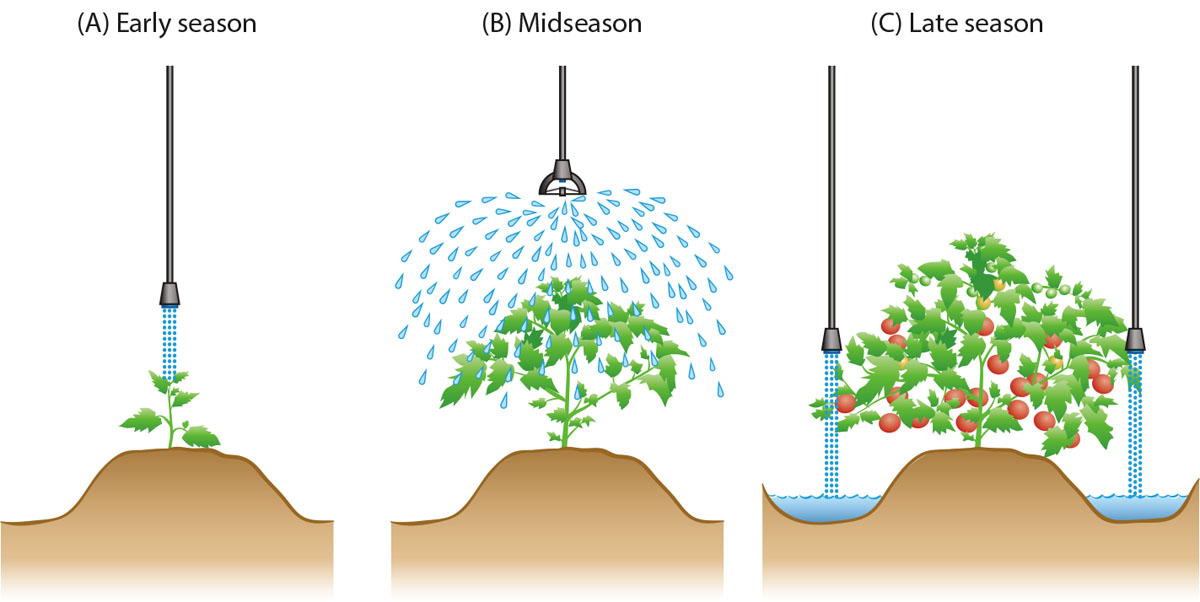 Overhead irrigation application methods and locations of application devices for (A) early season, (B) midseason and (C) late-season tomato production, Five Points, 2010 and 2012.