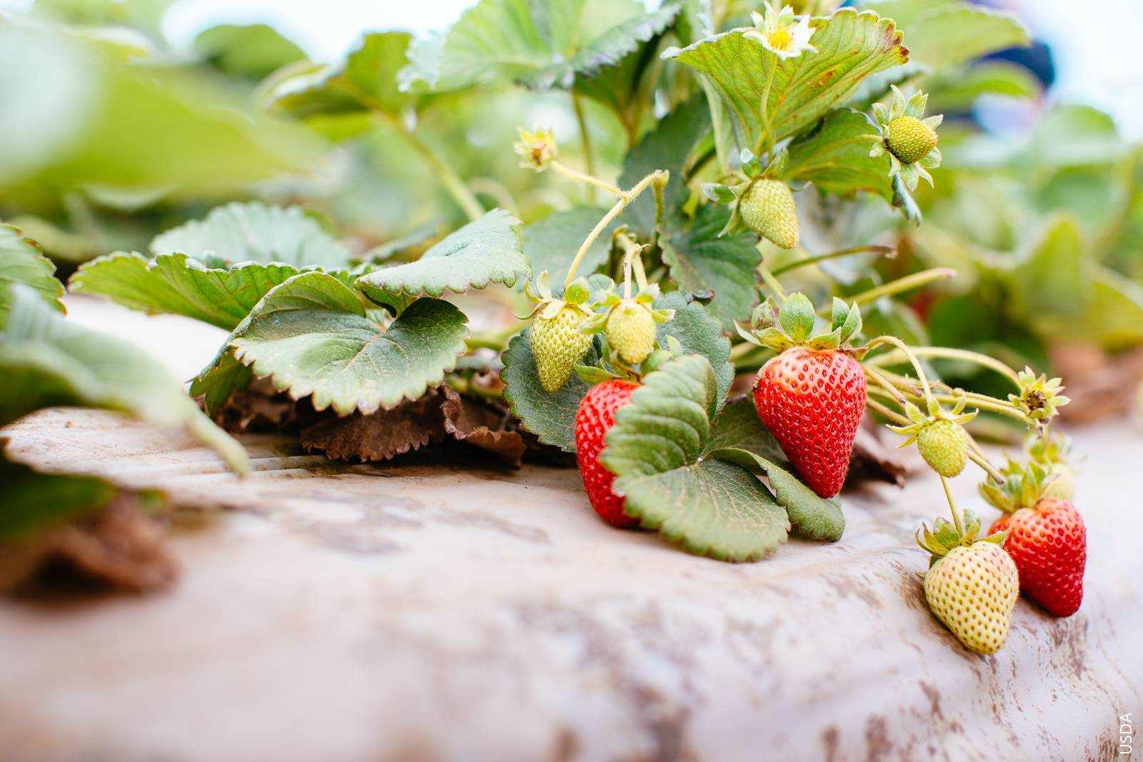 Strawberries account for roughly 70% of the chloropicrin applied annually in California, primarily on the Central Coast between Ventura and Santa Cruz counties.
