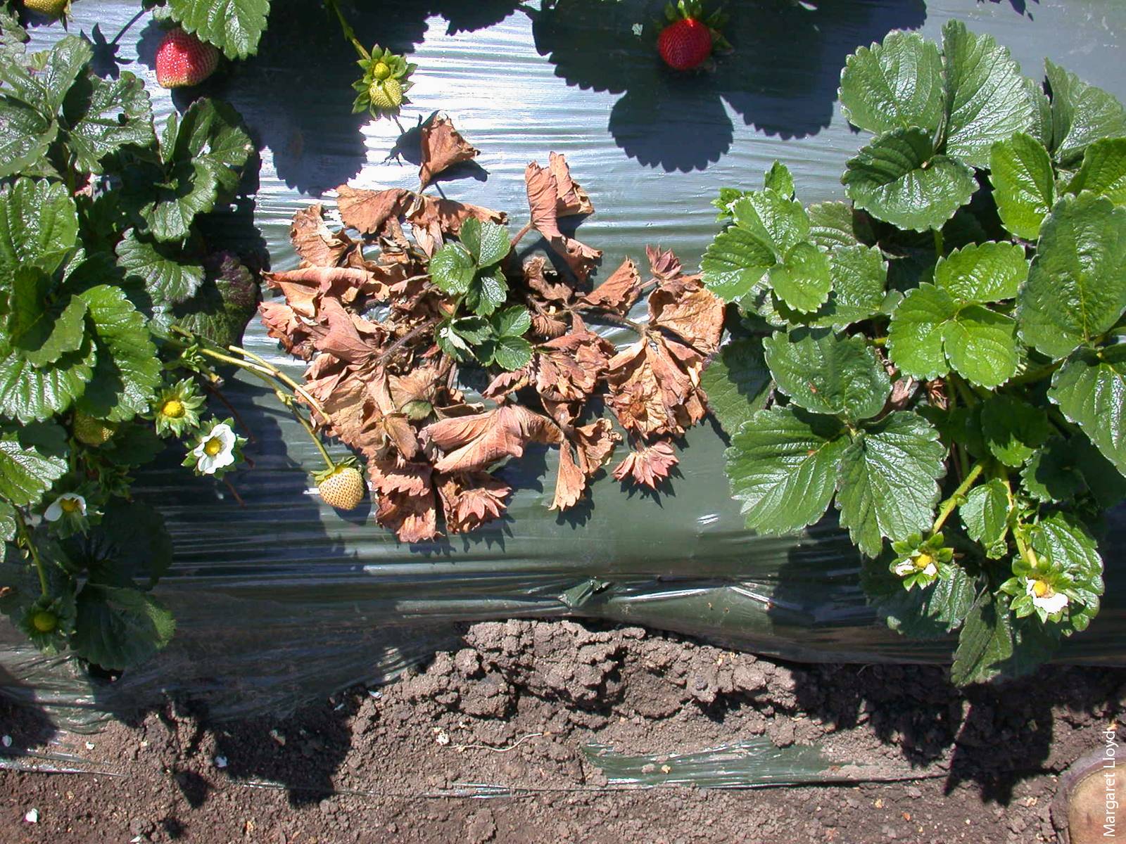 A strawberry plant affected by Vertcillium wilt.