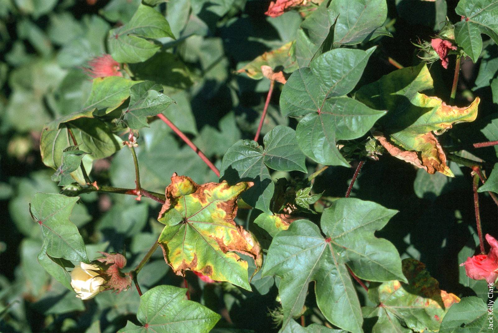 Soil testing can be used to assess nutrient availability and determine fertilization rates. The foliage damage in this cotton plant was caused by a potassium deficiency.