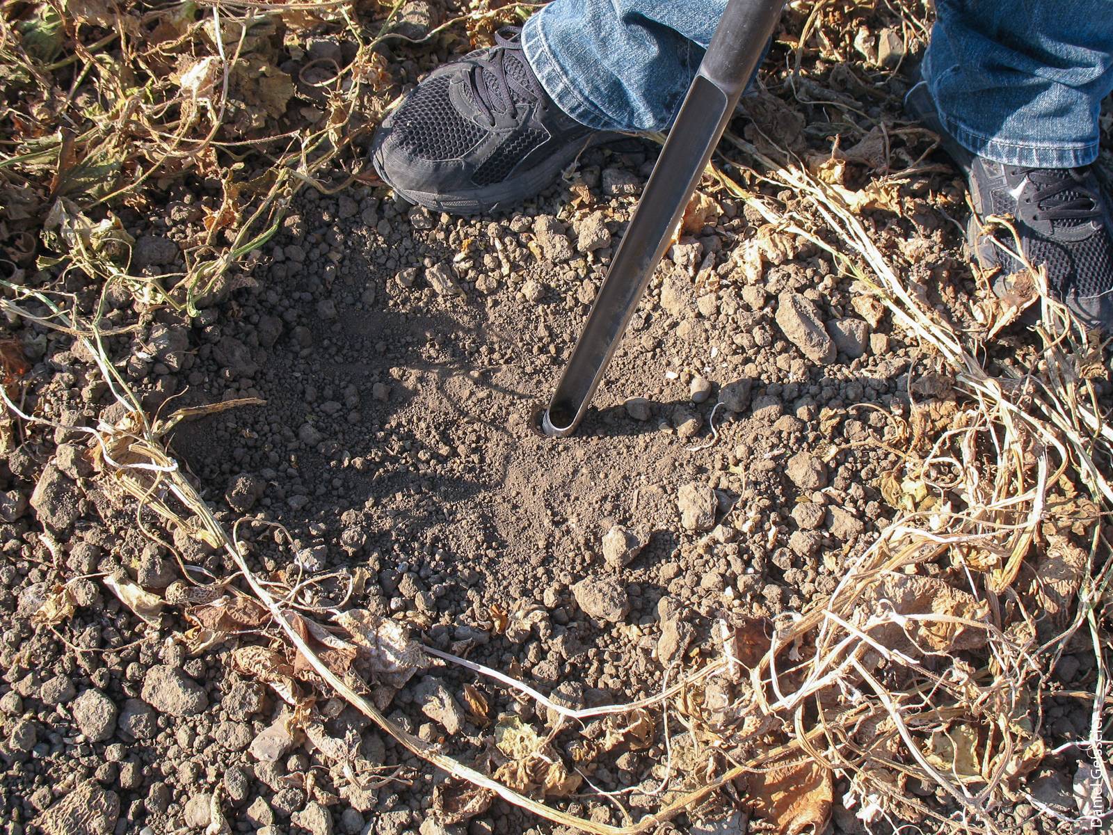 Residue on the soil surface needs to be removed before the soil sample is taken.