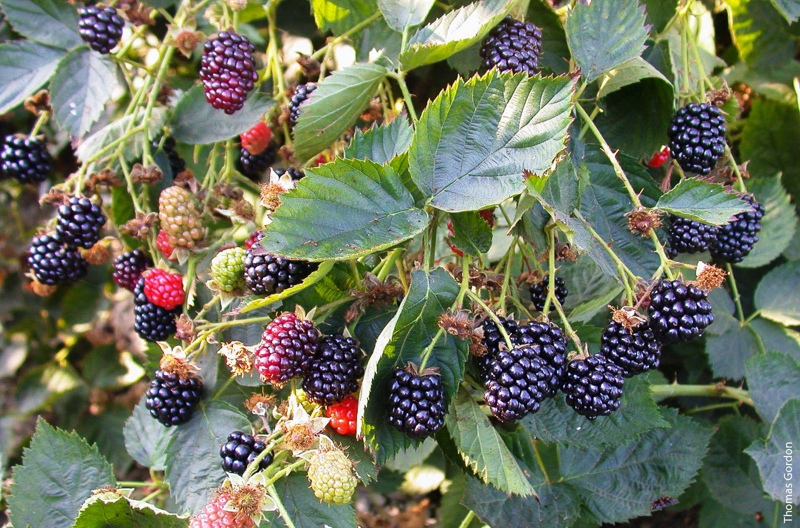 Timing the California blackberry harvest for late summer, when berries from other sources are scarce, helps growers maximize returns.