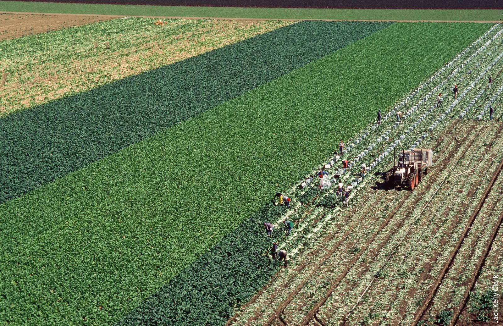 Employment data show that most California farmworkers have only one farm employer, which suggests that the state has a stable agricultural workforce.