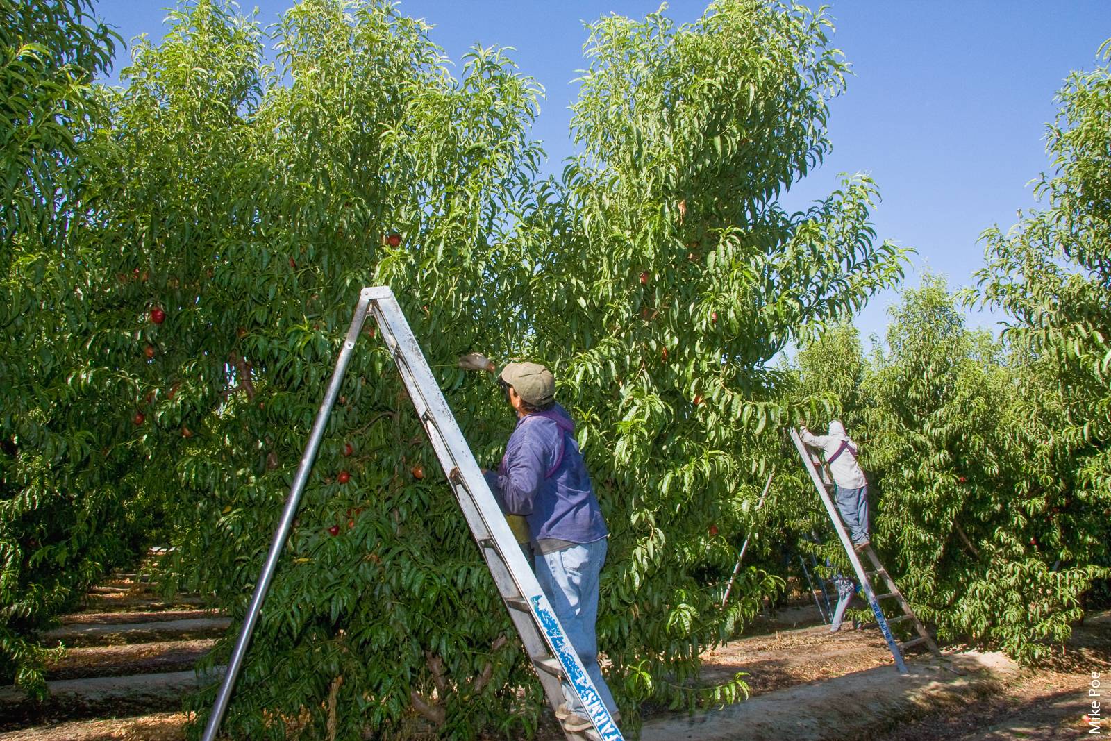 In 2014, the average earnings for workers in the fruit and tree nut farming sector were $17,600.