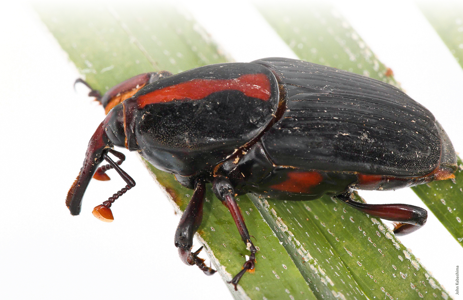 Adult male Rhynchophorus vulneratus recovered from an infested Canary Island date palm in Laguna Beach.