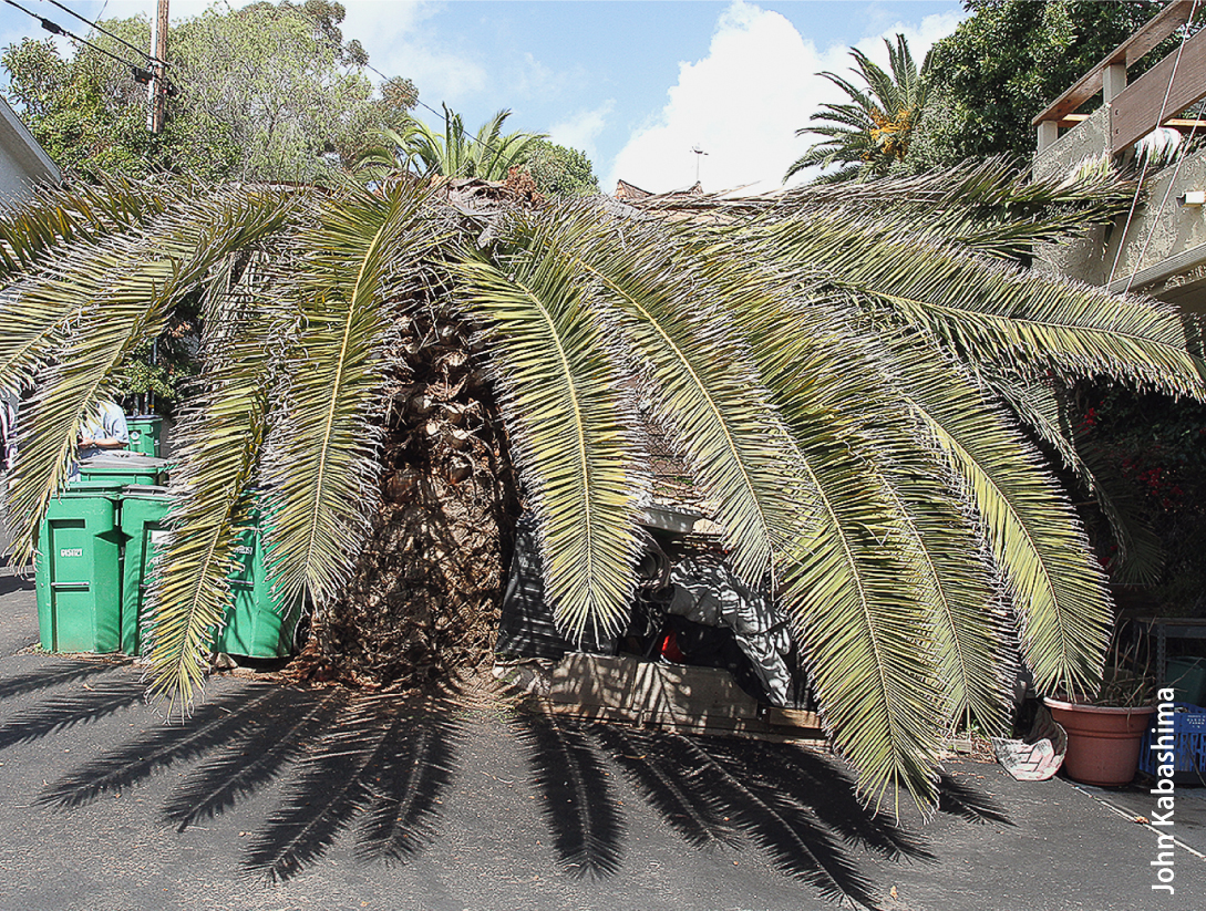 Canary Island date palm killed by Rhynchophorus vulneratus in Laguna Beach (note healthy Canary Island date palms in the background).
