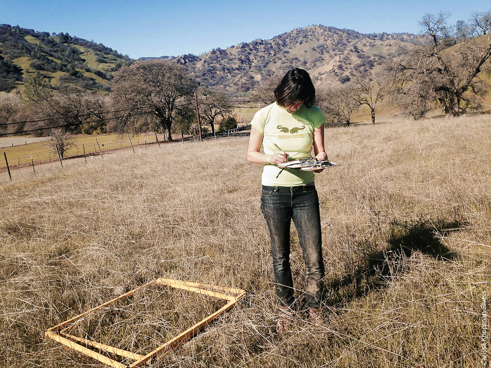 A recent survey sheds light on how California's land management community views the use of nonnative species for revegetation projects. Here, author Elise Gornish surveys restoration plots in Yolo County.