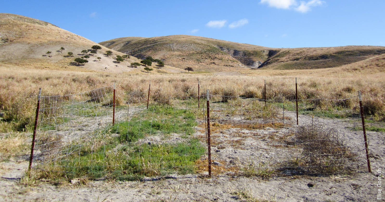 An in-progress restoration project in which UC Davis researchers sprayed half of the plots to reduce invasive Russian thistle (tumbleweed).