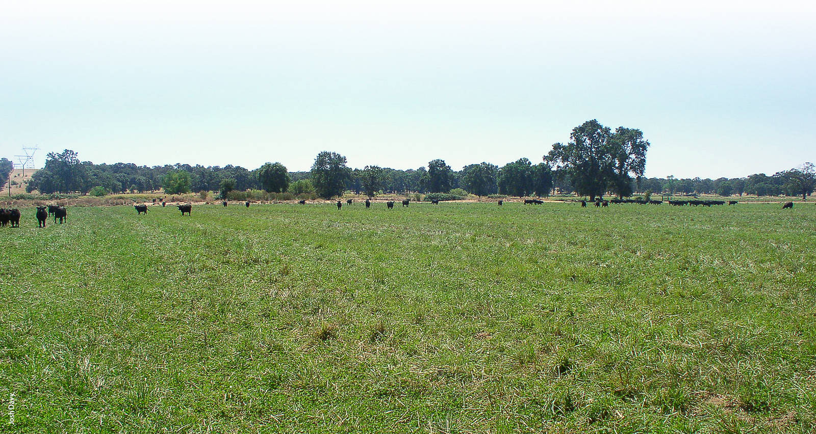 Cattle grazed free-choice on irrigated pasture during both trials.