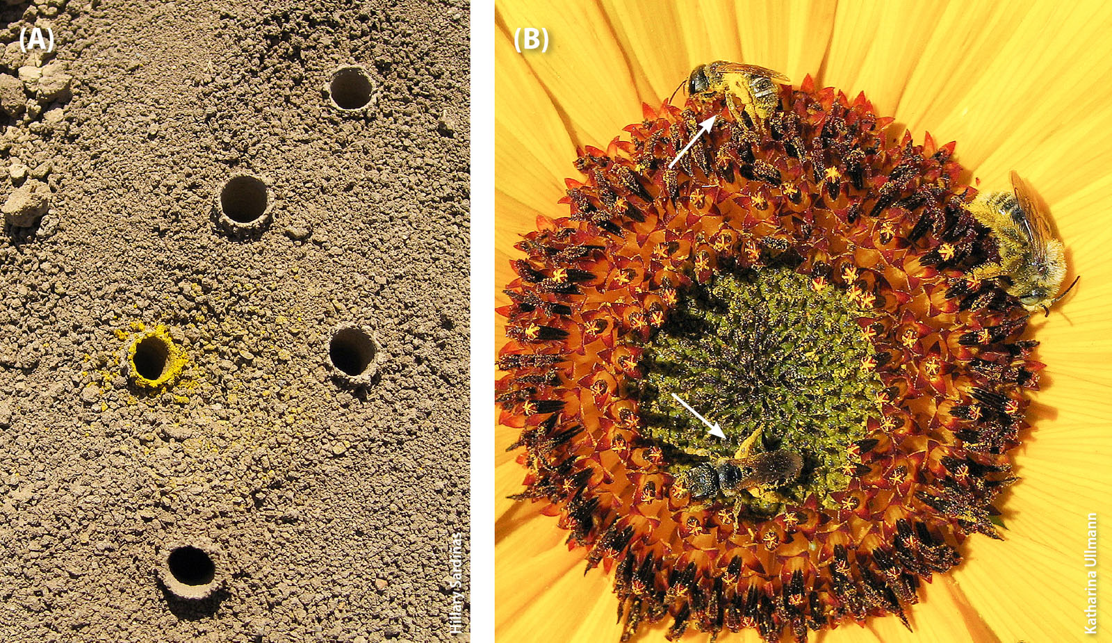 Nest entrances of the ground-nesting sunflower specialist bee, Diadasia enavata (A). Sunflower is visited by both specialist and generalist pollinators, including the generalist Halictus ligatus (B, arrows) and the specialist Diadasia enavata (B).