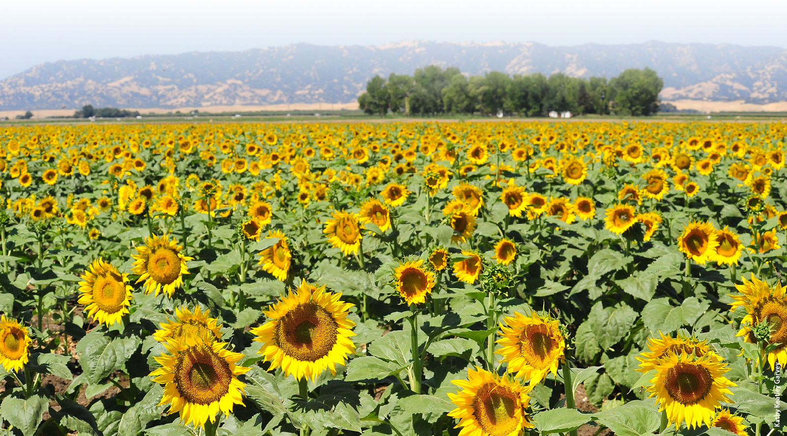 In 2013, researchers sampled five drip- and five furrow-irrigated sites in Yolo County at peak sunflower bloom (July to August).